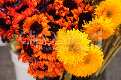 Colorful flowers grown on a farm