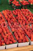 Cartons of fresh ripe red organic strawberries