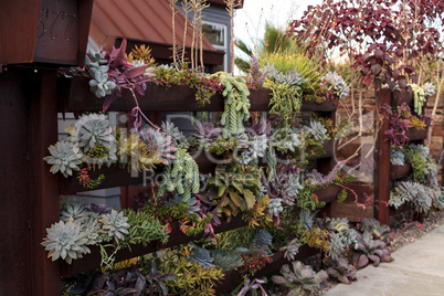 Vertical garden planted wall