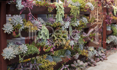 Vertical garden planted wall