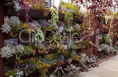 Vertical garden planted wall