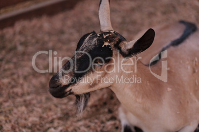 Alpine Goat, Capra aegagrus hircus
