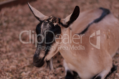 Alpine Goat, Capra aegagrus hircus