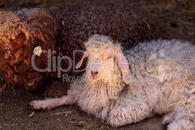 Angora goat, Capra aegagrus hircus