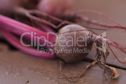 Red beet grown in an organic garden