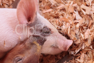 Blue Butt piglets still nursing