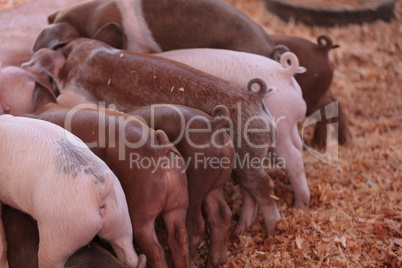 Blue Butt piglets still nursing