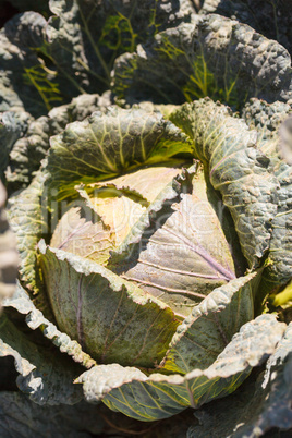 Fresh cabbage grows on a small organic farm