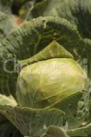 Fresh cabbage grows on a small organic farm