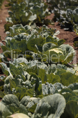 Fresh cabbage grows on a small organic farm