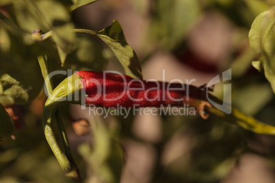 Hot cayenne peppers growing in an organic garden