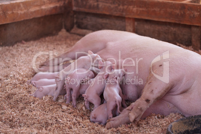 Pink Cerdos piglets