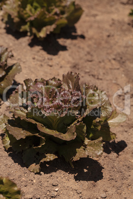 Freckle lettuce grows on a small organic farm