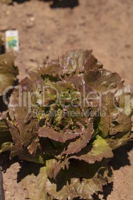 Freckle lettuce grows on a small organic farm