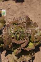 Freckle lettuce grows on a small organic farm
