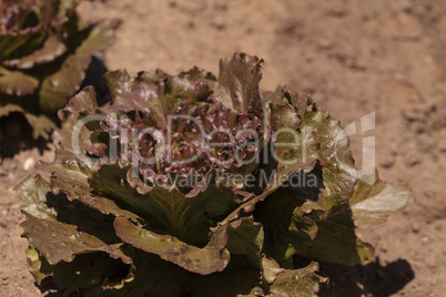 Freckle lettuce grows on a small organic farm