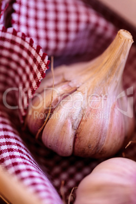 Garlic grown in an organic garden