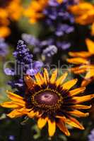 Gloriosa Daisy black-eyed susan flower