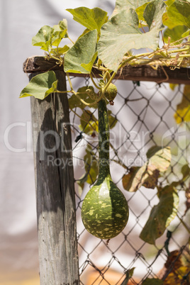 Gourds grow on a vine