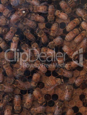 Honeybees, Apis mellifera