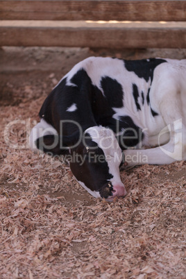 Holstein calf in a barn