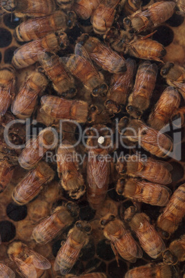 Honeybee, Apis mellifera