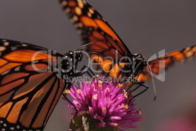 Monarch butterfly, Danaus plexippus