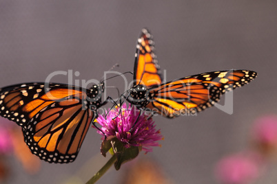 Monarch butterfly, Danaus plexippus