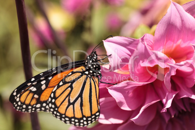 Monarch butterfly, Danaus plexippus