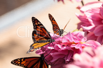 Monarch butterfly, Danaus plexippus