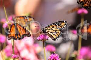 Monarch butterfly, Danaus plexippus
