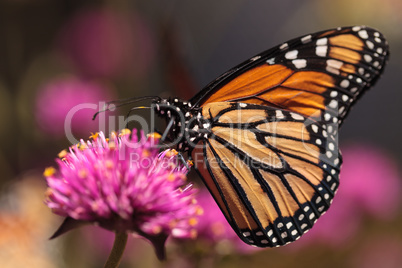 Monarch butterfly, Danaus plexippus