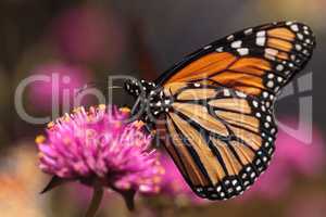 Monarch butterfly, Danaus plexippus