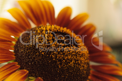 Sunflower, Helianthus annuus