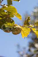 Fuyu persimmon grows on a tree