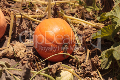 Pumpkin growing in an organic garden