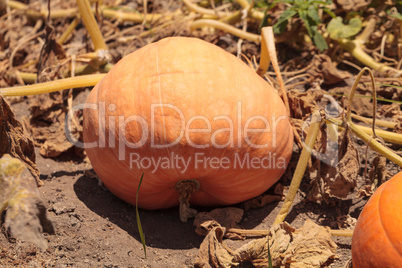 Pumpkin growing in an organic garden