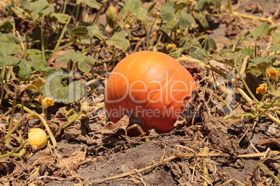 Pumpkin growing in an organic garden