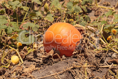 Pumpkin growing in an organic garden