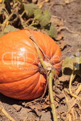 Pumpkin growing in an organic garden