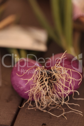 Red onions grown in an organic garden