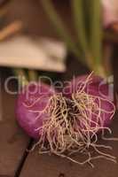 Red onions grown in an organic garden