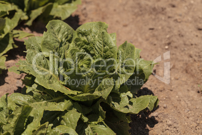 Romaine lettuce grows on a small organic farm