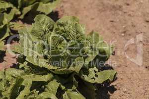 Romaine lettuce grows on a small organic farm
