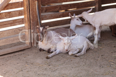 Saanen Goat, Capra aegagrus hircus