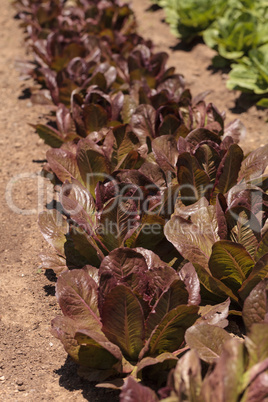 Romaine lettuce grows on a small organic farm