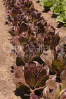 Romaine lettuce grows on a small organic farm