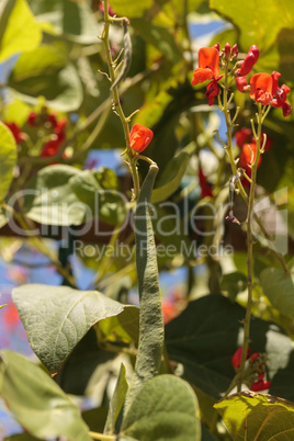 Scarlet runner pole beans