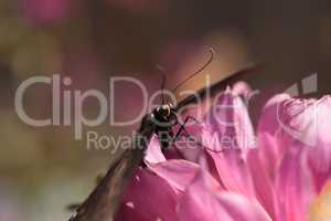 Spicebush swallowtail butterfly, Papilio troilus