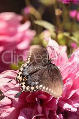 Spicebush swallowtail butterfly, Papilio troilus